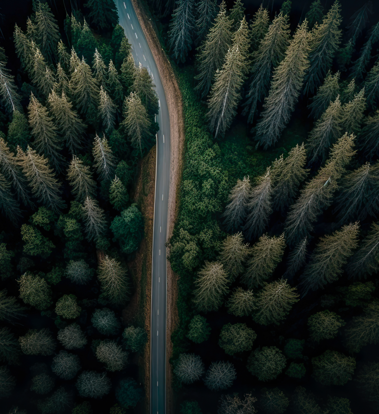 route-voiture-forêt-vue-du-haut 1 (1)